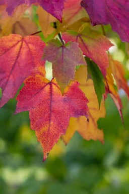 Acer rubrum cépée 200-250