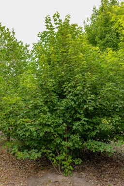 Acer rubrum cépée 200-250
