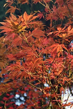Acer rubrum 'Autumn Flame' haute-tige