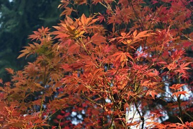 Acer rubrum 'Autumn Flame' haute-tige