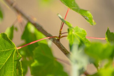 Acer rubrum 'October Glory' haute-tige