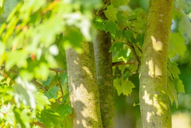 Acer rubrum 'October Glory' haute-tige 10/12