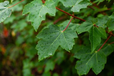 Acer rubrum 'October Glory' cépée 300-350