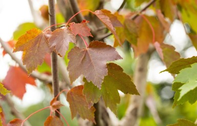 Acer rubrum 'October Glory' cépée 300-350