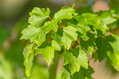 Acer rubrum 'October Glory' cépée 300-350