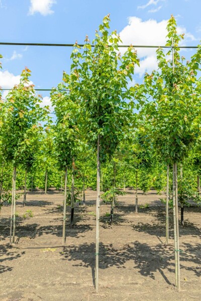 Acer rubrum 'Red Sunset' haute-tige 18/20