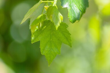 Acer rubrum 'Red Sunset' haute-tige 18/20