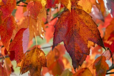 Acer rubrum 'Red Sunset' haute-tige 18/20