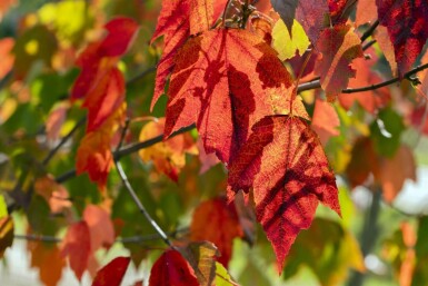 Acer rubrum 'Red Sunset' haute-tige 18/20