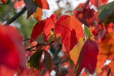 Acer rubrum 'Red Sunset' haute-tige 18/20