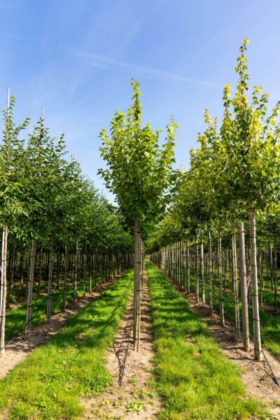Acer rubrum 'Scanlon' haute-tige 10/12