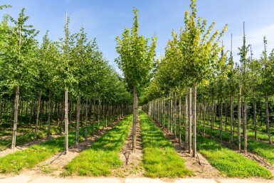 Acer rubrum 'Scanlon' haute-tige 10/12