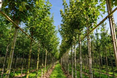Acer rubrum 'Scanlon' haute-tige 10/12