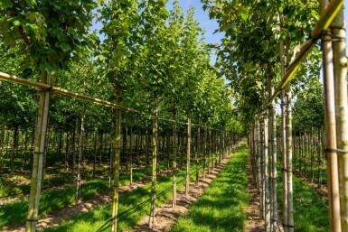 Acer rubrum 'Scanlon' haute-tige 10/12