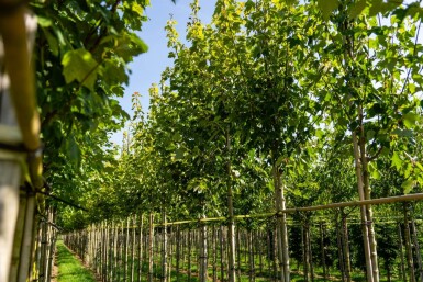 Acer rubrum 'Scanlon' haute-tige 10/12
