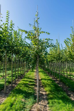 Acer rubrum 'Scanlon' haute-tige 10/12