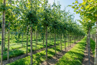 Acer rubrum 'Scanlon' haute-tige 10/12