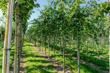 Acer rubrum 'Scanlon' haute-tige 10/12