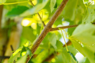 Acer rubrum 'Scanlon' haute-tige 10/12