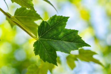Acer rubrum 'Scanlon' haute-tige 10/12