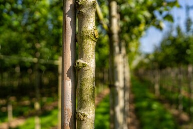 Acer rubrum 'Scanlon' haute-tige 10/12