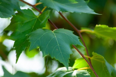 Acer rubrum 'Scanlon' haute-tige 10/12