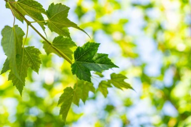 Acer rubrum 'Scanlon' haute-tige 10/12