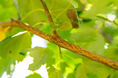 Acer rubrum 'Scanlon' haute-tige 10/12