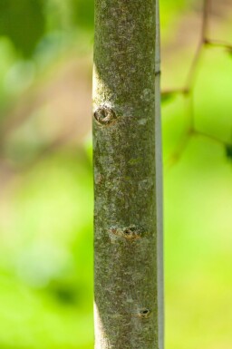 Acer rubrum 'Scanlon' haute-tige 10/12