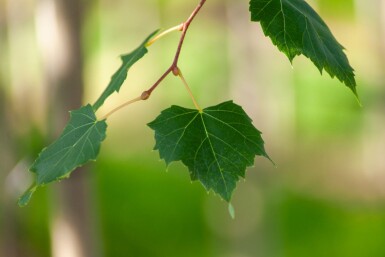 Acer rubrum 'Scanlon' haute-tige 10/12