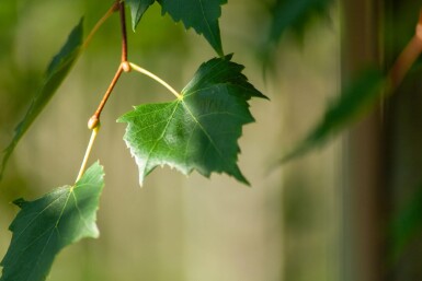 Acer rubrum 'Scanlon' haute-tige 10/12