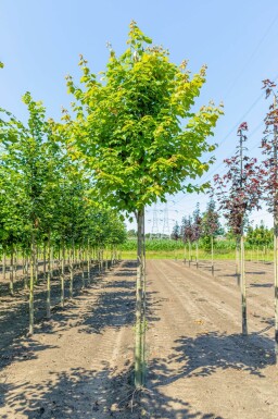 Acer rubrum 'Scanlon' haute-tige 10/12