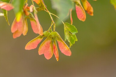 Acer rubrum 'Scanlon' haute-tige 10/12