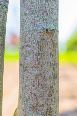 Acer rubrum 'Scanlon' haute-tige 10/12