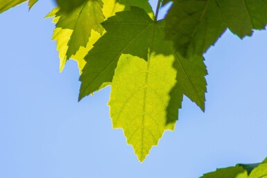 Acer rubrum 'Scanlon' haute-tige 10/12