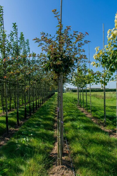 Acer rufinerve haute-tige 10/12
