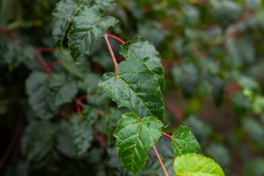 Acer rufinerve haute-tige