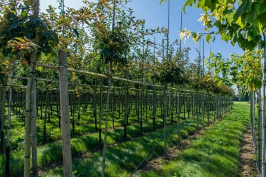 Acer rufinerve haute-tige 10/12