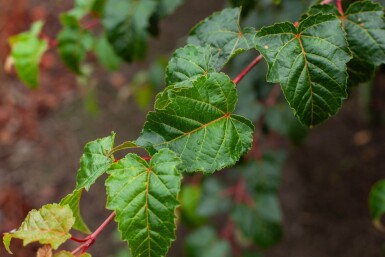 Acer rufinerve haute-tige 10/12
