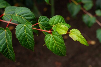 Acer rufinerve haute-tige 10/12