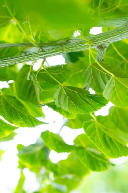 Acer rufinerve cépée 200-250