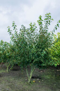 Acer rufinerve cépée 200-250