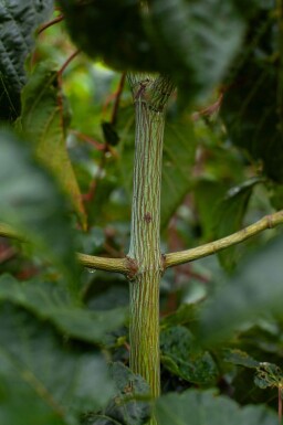 Acer rufinerve cépée 200-250