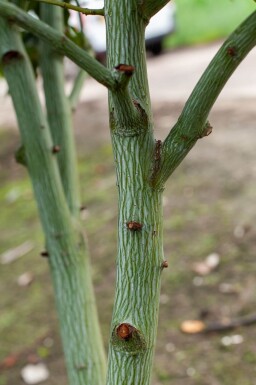 Acer rufinerve cépée 200-250