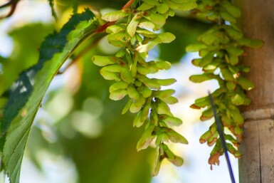 Acer rufinerve cépée 200-250