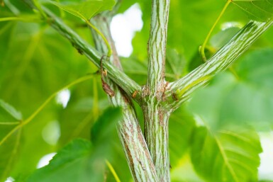 Acer rufinerve cépée 200-250