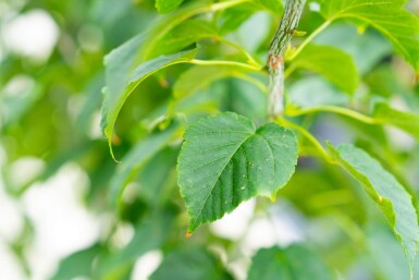 Acer rufinerve cépée 200-250