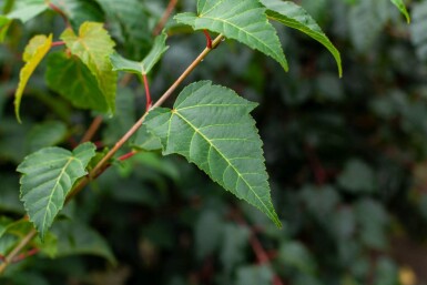Acer rufinerve cépée 200-250