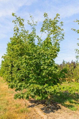 Acer rufinerve cépée 200-250