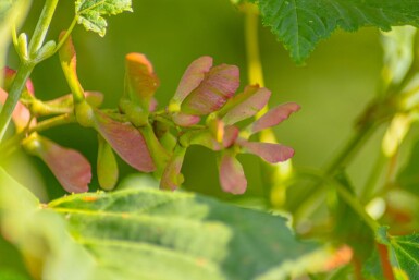 Acer rufinerve cépée 200-250